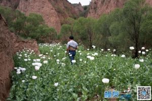 组图：陕西榆林警方启用无人航测机查罂粟种植