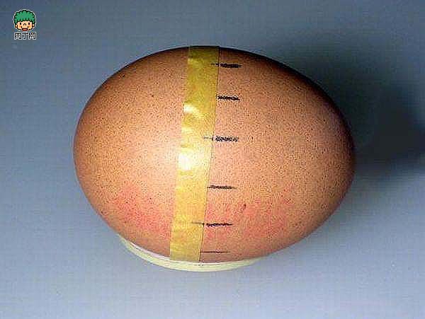 鸡蛋壳做的小飞机 小鸡蛋壳出来,鸡蛋壳小制作 作者:狂情怒放 2003 