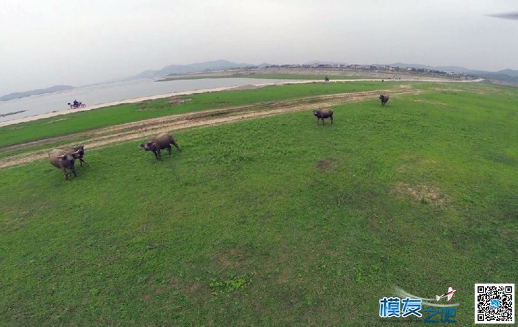 今天休闲航拍 风吹草地见黄牛 航拍 作者:xuanshao 1160 