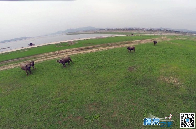 今天休闲航拍 风吹草地见黄牛 航拍 作者:xuanshao 4409 