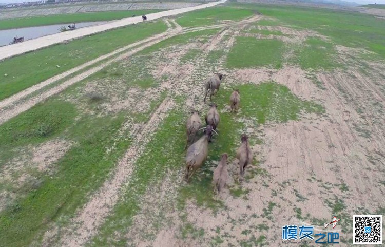 今天休闲航拍 风吹草地见黄牛 航拍 作者:xuanshao 8065 