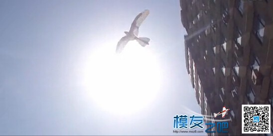 【moz8-2014】仿生鸟 1:35 大楼前演绝技 1:55 无动力优雅滑 出头鸟仿生鸟,鸟类仿生产品,仿声鸟芭芭拉,仿生鸟原理 作者:精灵 5558 