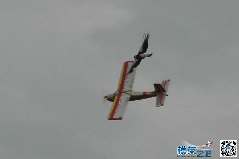 大鸟和航模的空战 什么的航模,固定翼航模,创煌航模,航模分类,飞机航模 作者:美妙旋律 4224 