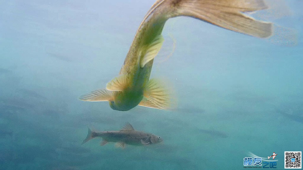 西藏巴松措防水四轴载2D云台下水拍魚 在线观看,高清视频,西藏,土豆,防水 作者:ho千年胡杨 997 