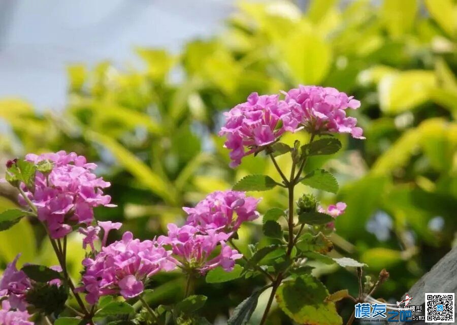 周末公园单飞小四轴，第一次来这里，场地飞场棒！ 初学者,单飞,公园,草坪,风景 作者:深圳新摩 3187 