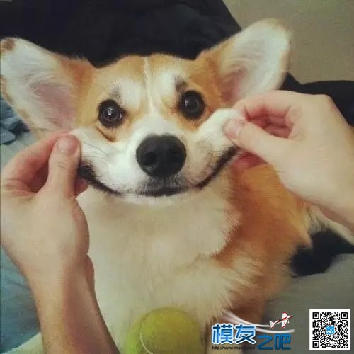 猴赛雷！一只汪星人的翼装飞行初体验 猴赛雷 作者:中翼网 297 