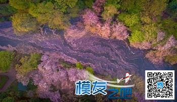 日本摄影师无人机拍摄樱花海：如童话世界 无人机,航模,涡喷,日本摄影师,日本东京 作者:中翼网 2003 