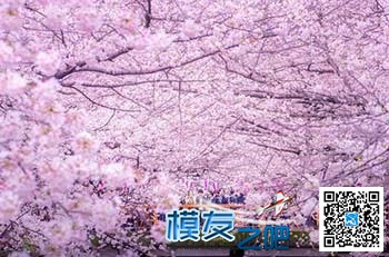 日本摄影师无人机拍摄樱花海：如童话世界 无人机,航模,涡喷,日本摄影师,日本东京 作者:中翼网 6650 