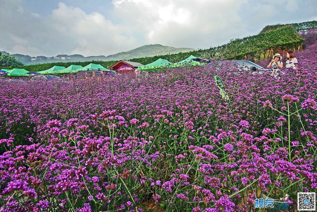 娄山关万亩花海全国航拍大賽 [附参赛视频] 娄山关 作者:ho千年胡杨 2679 