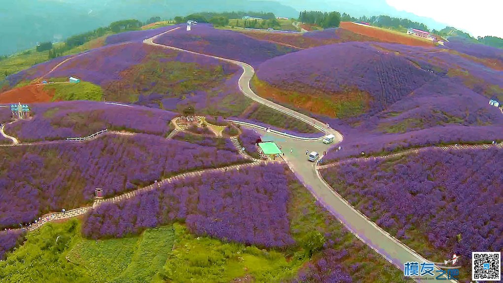 娄山关万亩花海全国航拍大賽 [附参赛视频]  作者:ho千年胡杨 8168 