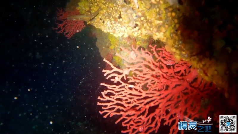 测试飞萤7S相机的水下拍摄效果 鹰眼飞萤相机6s,飞萤相机app 作者:skyline 6876 