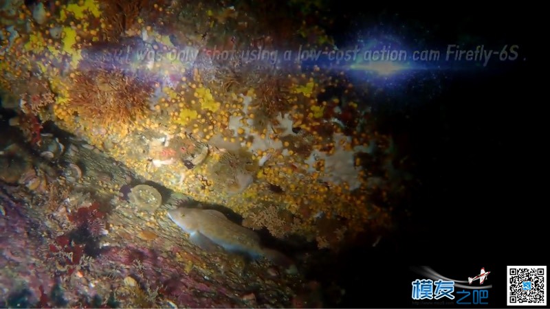 测试飞萤7S相机的水下拍摄效果 鹰眼飞萤相机6s,飞萤相机app 作者:skyline 7648 