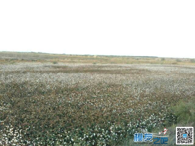 植保机  1.5m轴距八轴棉花脱叶测试 无人机,植保机 作者:岩啸 9783 