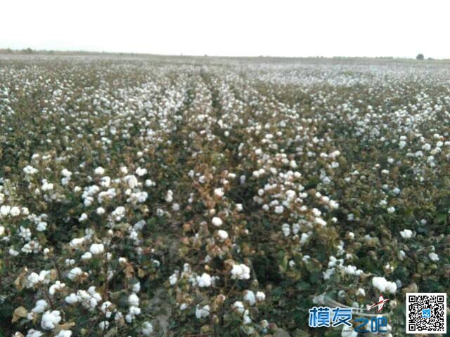 植保机  1.5m轴距八轴棉花脱叶测试 无人机,植保机 作者:岩啸 8244 