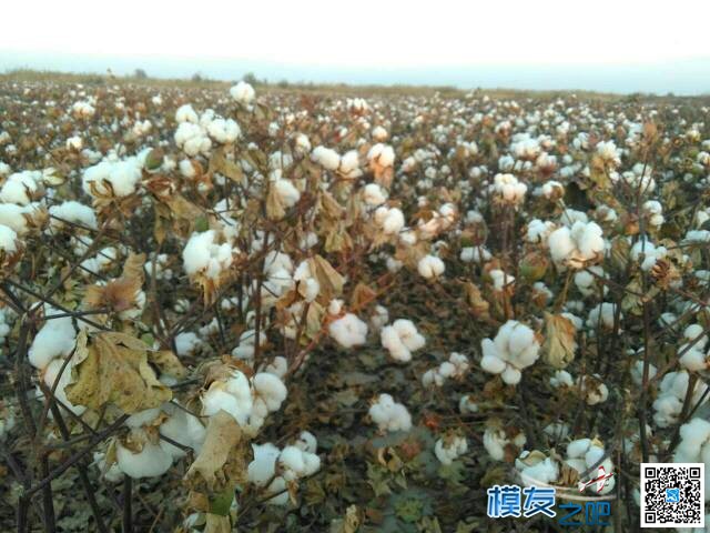 植保机  1.5m轴距八轴棉花脱叶测试 无人机,植保机 作者:岩啸 6822 