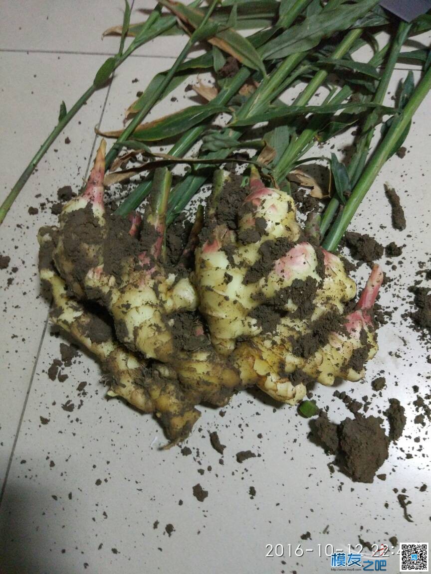 狼哥送的论坛车贴收到，感谢狼哥。。。。。 为什么叫狼哥,狼之歌好看吗,狼哥是谁 作者:xiao小菜鸟 1776 