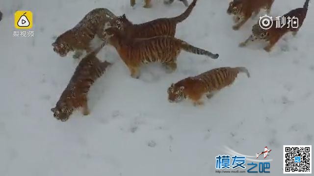 东北虎拍落无人机。电视台航拍东北虎，老虎胡子摸不得！ 无人机,电池,航拍,2017年2月,黑龙江电视台 作者:@芋头 962 