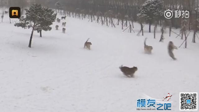 东北虎拍落无人机。电视台航拍东北虎，老虎胡子摸不得！ 无人机,电池,航拍,2017年2月,黑龙江电视台 作者:@芋头 6179 