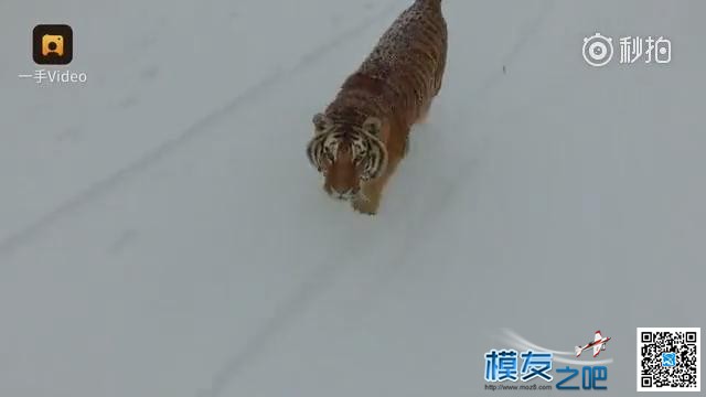 东北虎拍落无人机。电视台航拍东北虎，老虎胡子摸不得！ 无人机,电池,航拍,2017年2月,黑龙江电视台 作者:@芋头 2321 