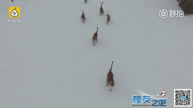 东北虎拍落无人机。电视台航拍东北虎，老虎胡子摸不得！ 无人机,电池,航拍,2017年2月,黑龙江电视台 作者:@芋头 1275 
