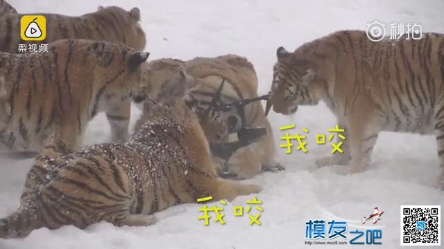 东北虎拍落无人机。电视台航拍东北虎，老虎胡子摸不得！ 无人机,电池,航拍,2017年2月,黑龙江电视台 作者:@芋头 2867 