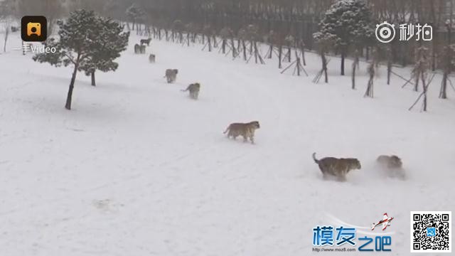 东北虎拍落无人机。电视台航拍东北虎，老虎胡子摸不得！ 无人机,电池,航拍,2017年2月,黑龙江电视台 作者:@芋头 4141 