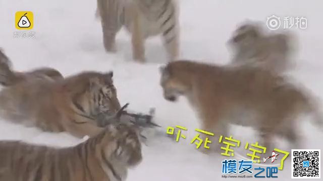 东北虎拍落无人机。电视台航拍东北虎，老虎胡子摸不得！ 无人机,电池,航拍,2017年2月,黑龙江电视台 作者:@芋头 4476 