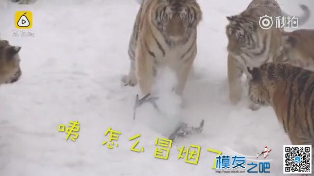 东北虎拍落无人机。电视台航拍东北虎，老虎胡子摸不得！ 无人机,电池,航拍,2017年2月,黑龙江电视台 作者:@芋头 8347 