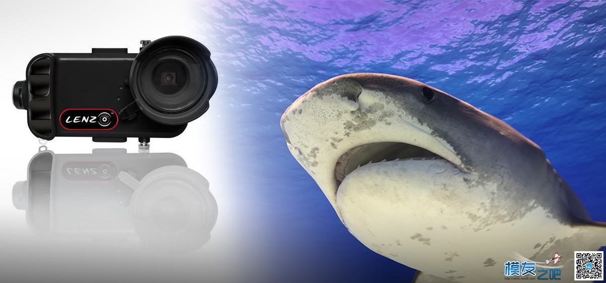 iPhone7水下拍鲨鱼 iPhone,摄影师,爱好者,巴哈马,防水壳 作者:疯狂的土豆 7670 