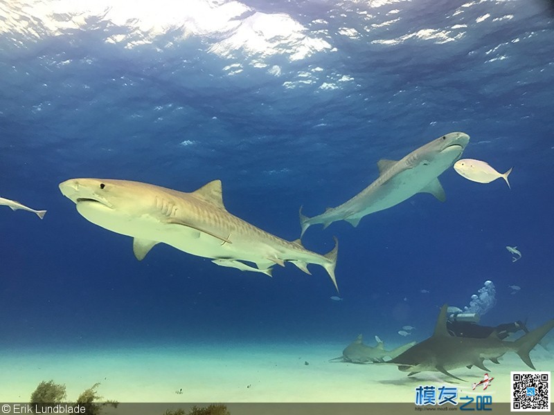 iPhone7水下拍鲨鱼 iPhone,摄影师,爱好者,巴哈马,防水壳 作者:疯狂的土豆 7201 