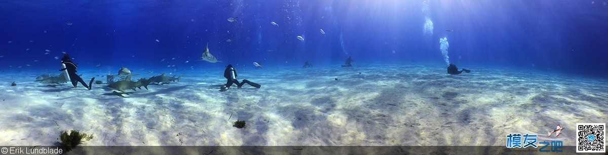iPhone7水下拍鲨鱼 iPhone,摄影师,爱好者,巴哈马,防水壳 作者:疯狂的土豆 798 