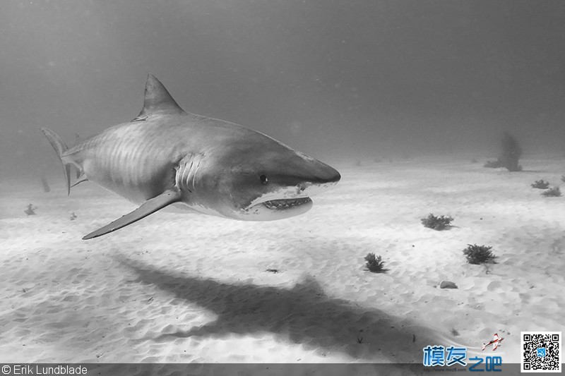iPhone7水下拍鲨鱼 iPhone,摄影师,爱好者,巴哈马,防水壳 作者:疯狂的土豆 6700 