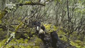 航拍中国第三季无人机航拍导演解析 无人机,直升机,航拍 作者:笑笑生 9685 